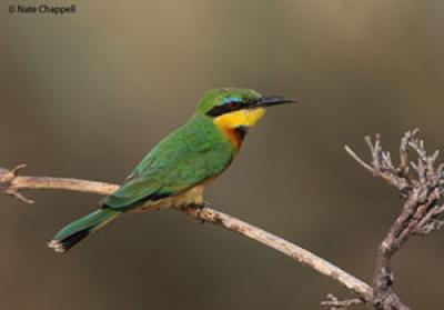 Little Bee Eater   (from Namibia) - photo credit Nate Chappell
