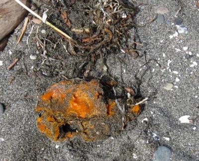 This fist size blob of grease was found on Point Robinson less than 200 feet from the light house.