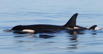 Sweet Baby L120, we hardly knew ye. Dave Ellifrit/Center for Whale Research photo.