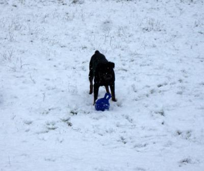 Sketch plays with his Jolly ball in the snow in his yard.