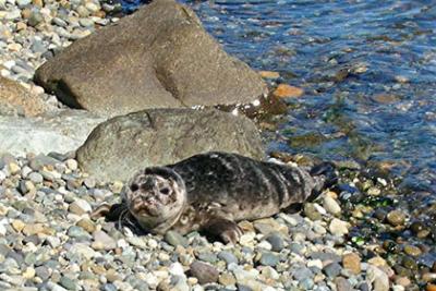 Newborn Harbor Seal pup at Gold Beach, waiting for Mom. Orca Annie photo