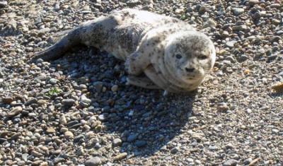 Newborn Harbor Seal pup, 9/3/12. Odin Lonning photo