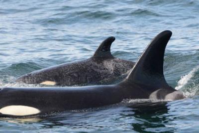 Springer (A73) with her first calf, 7/4/13. Photo by Graeme Ellis, DFO Cetacean Research Program