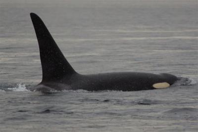 Adult male Mike (J26) off Point Robinson, 10/28/11. Andrew Uber photo.