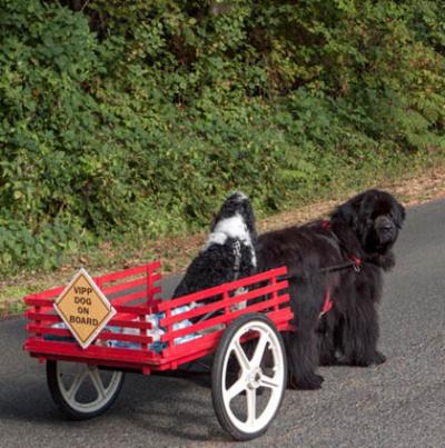 Henry gets a boost from Grace at the 2012 VIPP Dog Walk. Photo: Cindy Koch