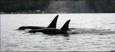 Samish (J14) with son Riptide (J30), who died in 2012. Photo © Mark Sears, 2007