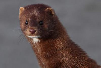 “Mink in the Marsh” photo by Phil Lanoue.