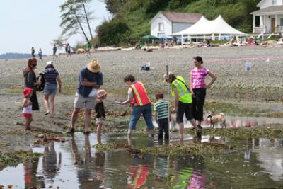 Vashon Beach Naturalists finding critters in a tidepool among eelgrass, with Keepers Quarters and booths on the upper beach.  2010 Low Tide Celebration. Photo by Jay Holtz.