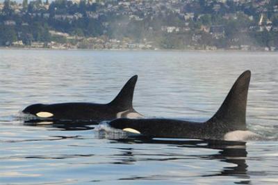 Spock (K20) and her brother Scoter (K25), September 2013. Photo by Josh McInnes, working under research permit.
