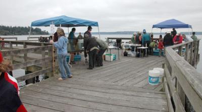 Tramp Harbor Dock during a previous year’s dive event. Canopies are set up at the end of the dock to shade the pools and aquaria into which the sea animals are placed after being captured by divers. Vashon Beach Naturalists tell about each critter’s mode of survival and preferred food. Photo by Adria McGrath