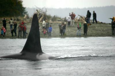 Luna’s uncle Gaia (L78), one of six Southern Residents who died this year. Photo © Maya Sears, 10/28/11 