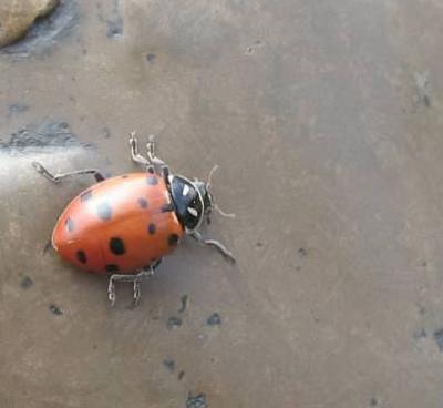 Sophie Harrison’s photo of a Lady Bug, one of several photographs that helped win her.