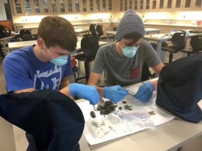 Vashon High School students dissecting coyote scat to help determine these animals’ diet suring one of VHS science teacher Elisabeth Jellison’s biology class citizen science projects. Their findings will be presented on a scientific poster at ED Talks.