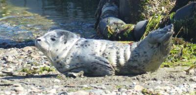 Camp Sealth Harbor Seal pup, July 2014. Chad Lawson photo.