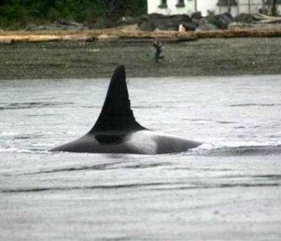 Lovely and beloved Raggedy (K40) at Point Robinson. Photo © Maya Sears, 10/28/11