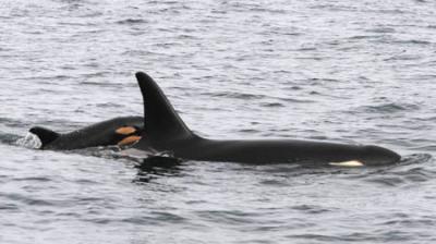 Mother Calypso (L94) with Baby L121. NOAA/NWFSC photo, 2/25/15.