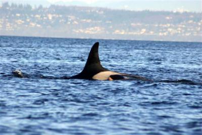 Sooke (L112), 2009 - 2012, with her mother Surprise! (L86). Photo © Mark Sears, Feb. 20, 2009.